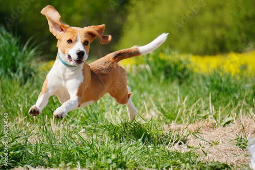 beagle dog in the grass run Cursing 