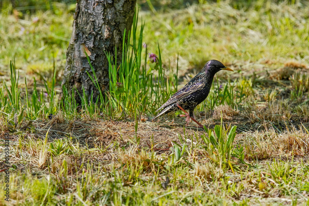 Common starling Common starling
