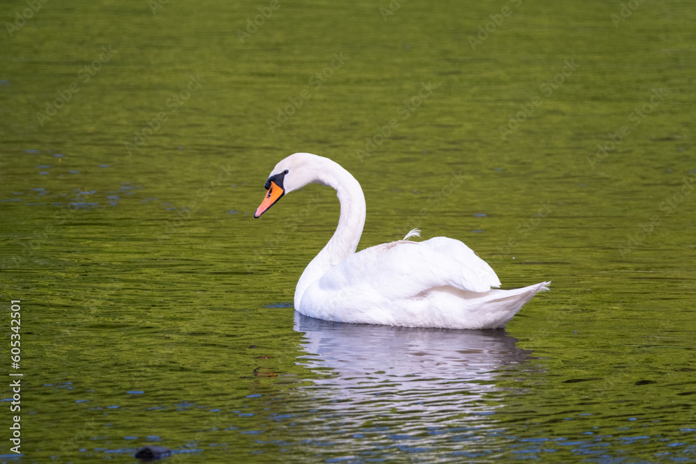 beautiful white swan floating on calm water beautiful white swan floating on calm water