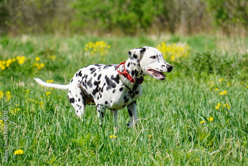 dalmatian dog running in the grass cunsing