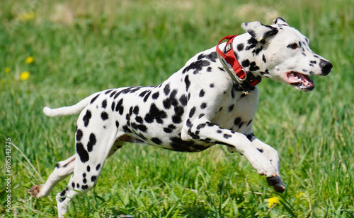 dalmatian dog running in the grass cunsing