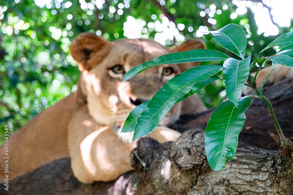 Lion Lion