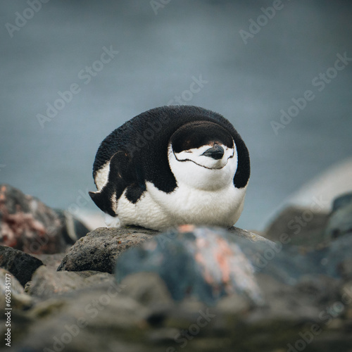 Sleeping Chinstrap penguin on a rocky beach in Antarctica. Eyes closed and looking funny.