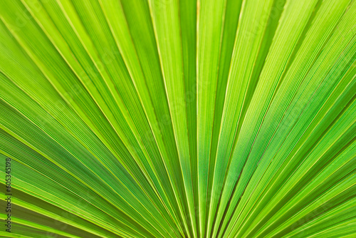 Texture of a palm leave - bright palm branch with selected focus