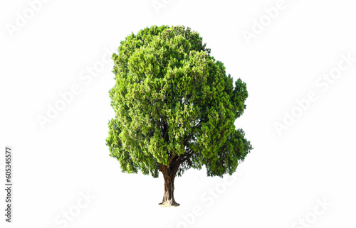 Isolated of lonely tree on white background with clipping path.
