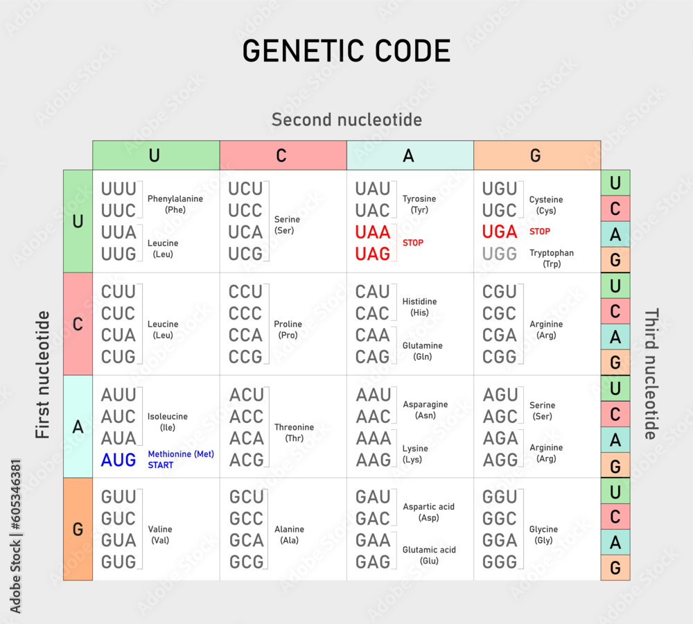 Genetic code table from mrna to amino acid vector illustration stock