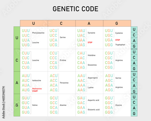 Genetic code table. From RNA codons to Amino Acid. Vector illustration. Didactic illustration.