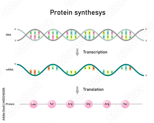 Transcription and translation, protein synthesis.