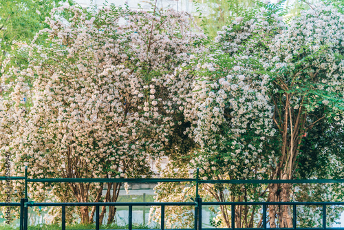 Hedgehog flowers bloom in Zizhuyuan Park in Beijing photo