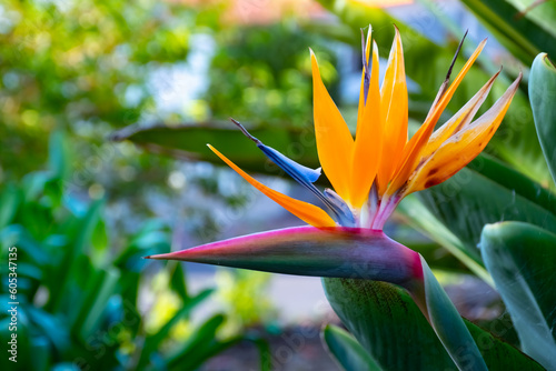 Strelitzia Reginae flower closeup, Bird of paradise flower, Symbol of Madeira island photo