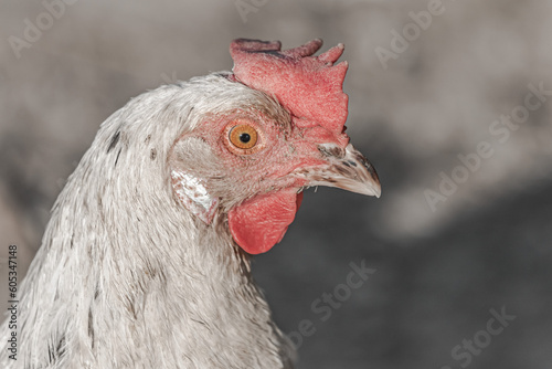 Domestic chicken with red crest close-up. The most common birds of the planet. Red tilted chicken comb. Farm life. Rural scene.