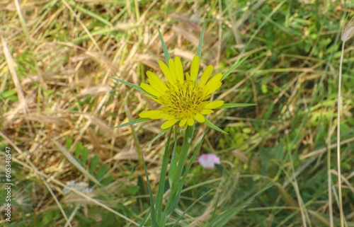 Great Goat s beard  Tragopogon dubius  is a self-growing plant in pastures  meadows and roadsides.