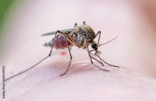A mosquito has landed on a person's skin, bites the skin and drinks the blood of a person, close-up © Игорь Кляхин
