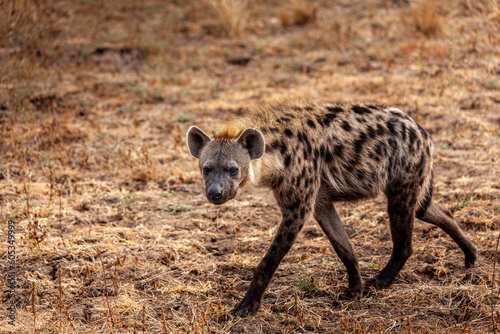 close-up of a spotted hyena