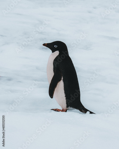 Adelie penguin in Antarctica surrounded by snow and ice.