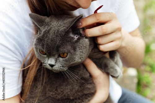 The girl found a tick in a cat. a pet with a tick. The tick sucks blood from the cat. cat examination.