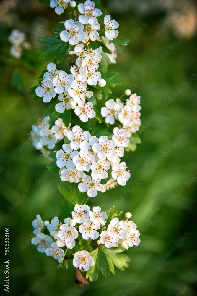 Flowers of hawthorn (Crataegus monogyna) Flowers of hawthorn (Crataegus monogyna)