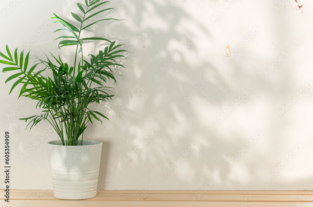 Fresh green leaves of tropical palm against white wall background and bright shadows.