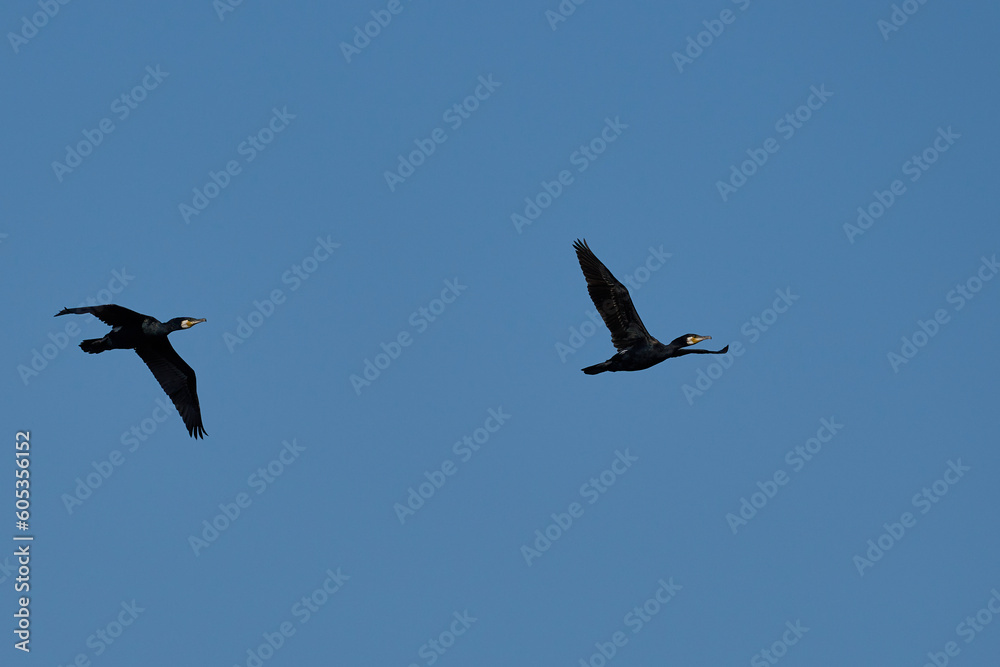 Pair of Cormorant (Phalacrocorax carbo) flying over a nature reserve at Ham Wall in Somerset, United Kingdom.