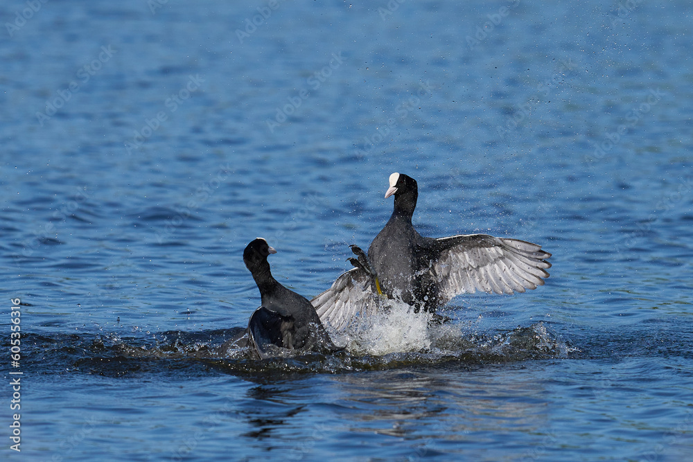 Eurasian coot (Fulica atra) fighting on a lake in Ham Wall nature reserve in Somerset, England, United Kingdom. Eurasian coot (Fulica atra) fighting on a lake in Ham Wall nature reserve in Somerset, England, United Kingdom.