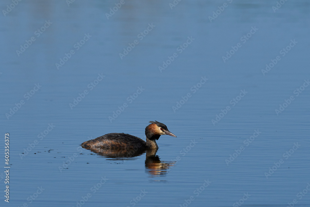 Great Crested Grebe (Podiceps cristatus) on a lake at Ham Wall in Somerset, United Kingdom. Great Crested Grebe (Podiceps cristatus) on a lake at Ham Wall in Somerset, United Kingdom.