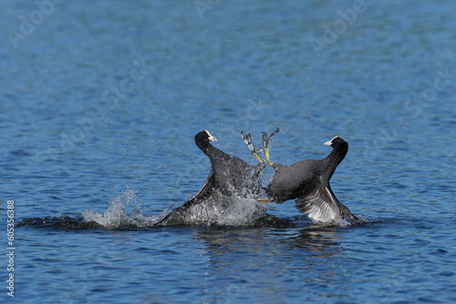 Eurasian coot (Fulica atra) fighting on a lake in Ham Wall nature reserve in Somerset, England, United Kingdom.  