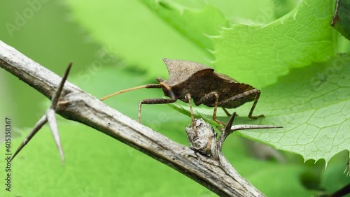  forest brown bug (Heteroptera) moves from a leaf to a dry stem, close-up photo