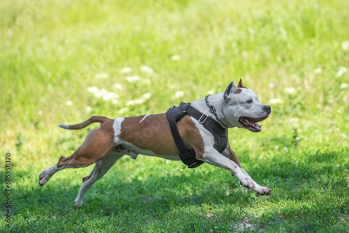 American Staffordshire Terrier in working trials