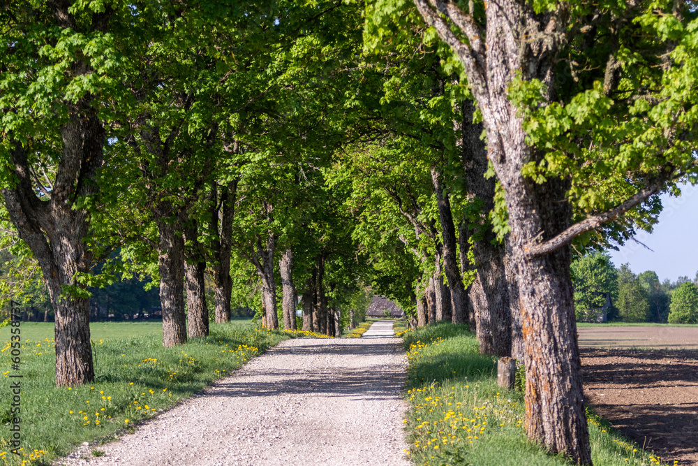 Beautiful spring morning of May 2023 looking down a scenic road leading to a number of local farms on the outskirts of a small rural town of Tapa, The scene showing trees blossoming and green grass Beautiful spring morning of May 2023 looking down a scenic road leading to a number of local farms on the outskirts of a small rural town of Tapa, The scene showing trees blossoming and green grass