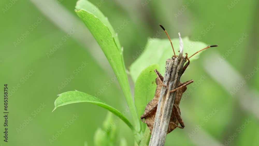 forest brown bug (Heteroptera) on a dry stem, front view, against a blurred background forest brown bug (Heteroptera) on a dry stem, front view, against a blurred background