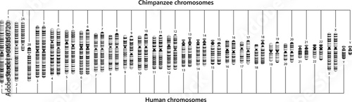 Comparison of human and chimpanzee chromosomes. Human and chimpanzee karyotypes. photo