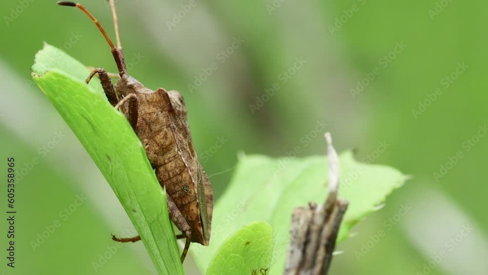 forest brown bug (Heteroptera) on a leaf, side view, close-up forest brown bug (Heteroptera) on a leaf, side view, close-up