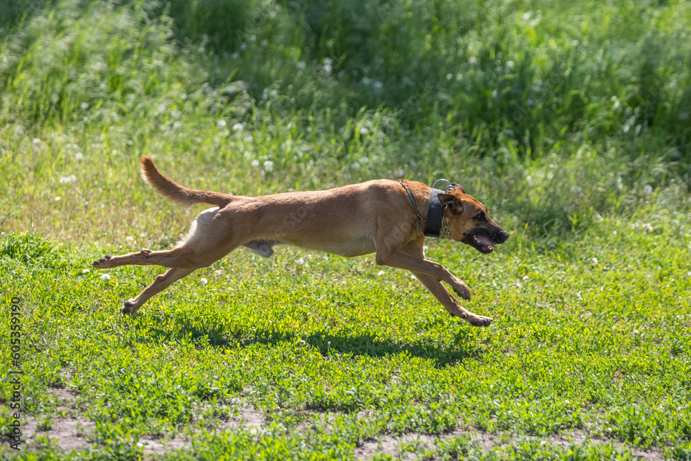 malinois on working trials in the forest