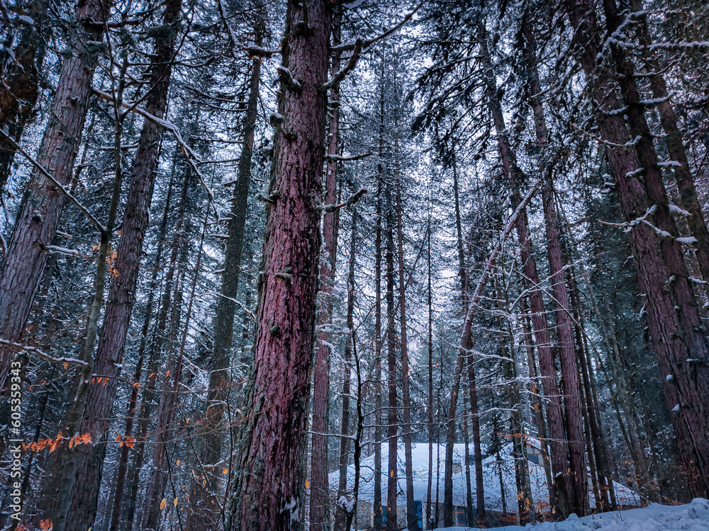 Trees surrounded by snow Trees surrounded by snow