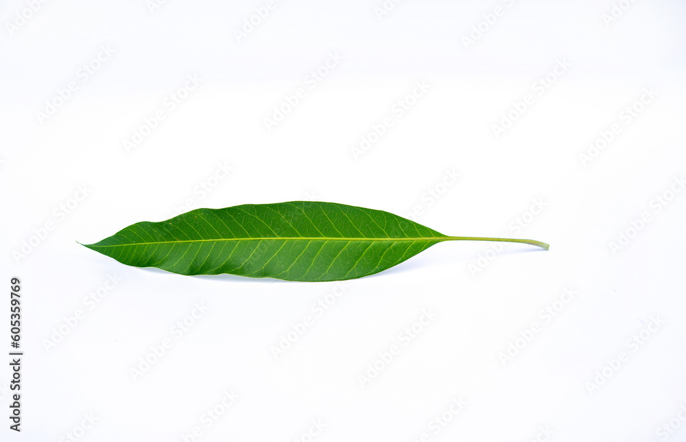 Obraz premium mango leaf