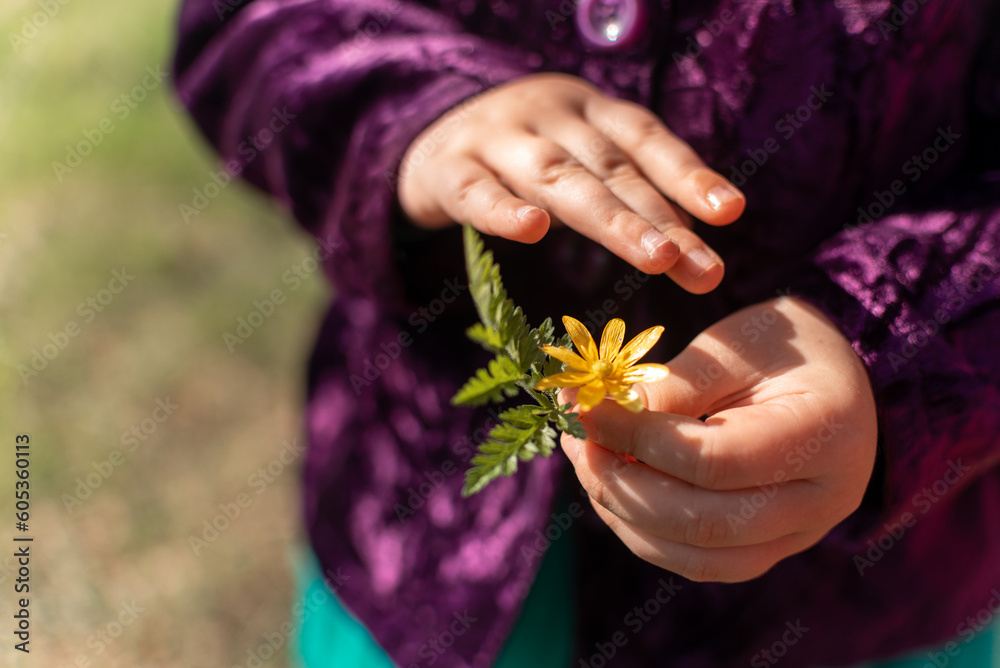 The child holds a yellow ranunculus flower and a leaf in his hand. concept for the environment. High quality photo The child holds a yellow ranunculus flower and a leaf in his hand. concept for the environment. High quality photo