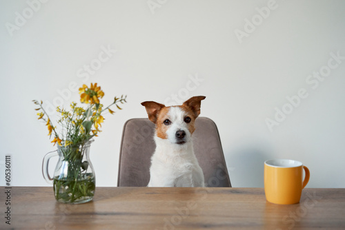 Fototapeta Naklejka Na Ścianę i Meble -  the dog sits on a chair at the table. Cute Jack Russell Terrier at home indoors