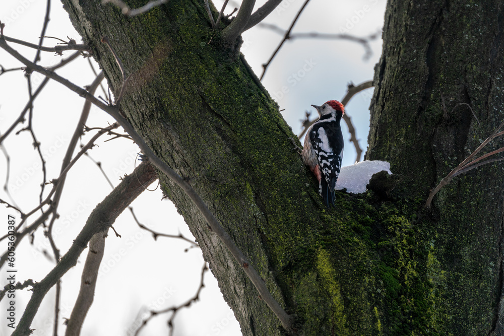Naklejka premium woodpecker in a tree