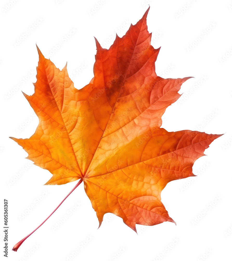 Autumn maple leaf isolated on transparent background Autumn maple leaf isolated on transparent background