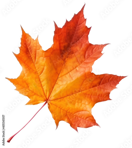 Autumn maple leaf isolated on transparent background