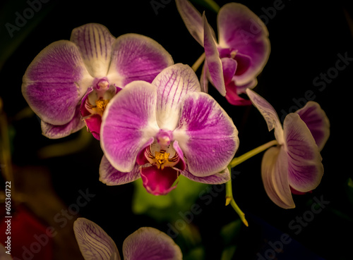 Orchids and wild flowers