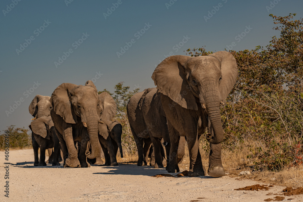 a herd of African elephants walking along the road to the watering hole of namibia a herd of African elephants walking along the road to the watering hole of namibia