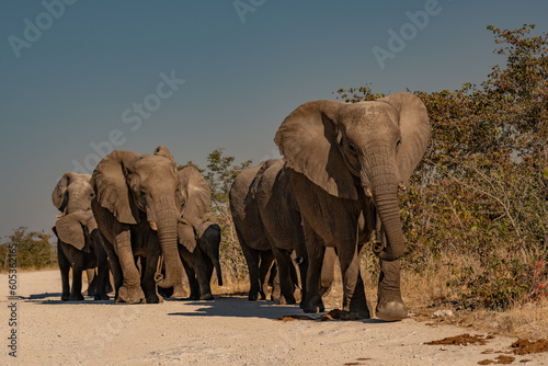 a herd of African elephants walking along the road to the watering hole of namibia © vaclav