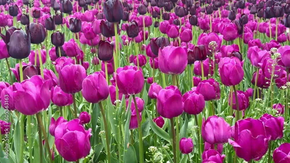 view of Purple tulips in a field