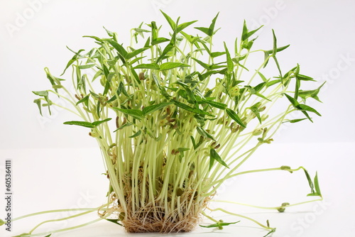 Fotografia young sprouted Green gram or mung beans micro greens on white background