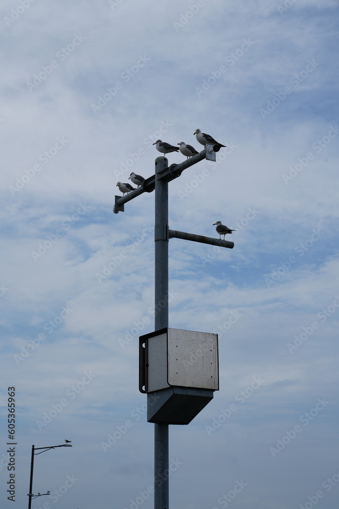 Seagull seat on the pole