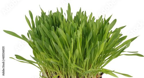 Fotografi catnip plant scient. name Nepeta cataria transparent PNG