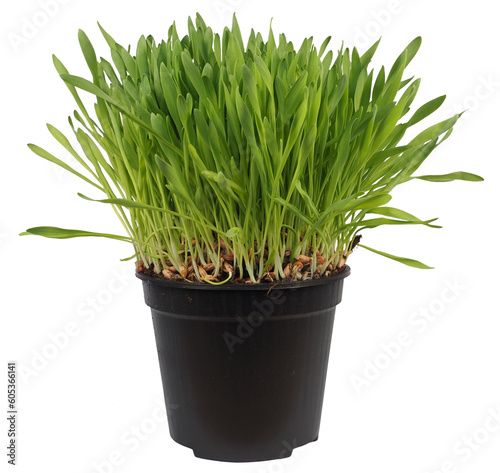 catnip plant scient. name Nepeta cataria transparent PNG