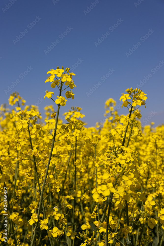 Canola fields in Brandenburg, Germany Canola fields in Brandenburg, Germany