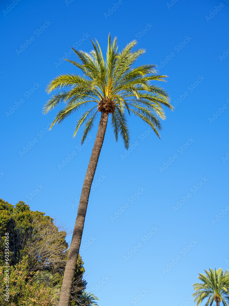 Obraz premium palm tree and blue sky